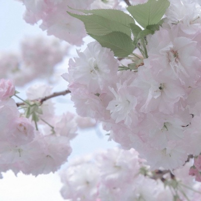 坊子福瑞交流群